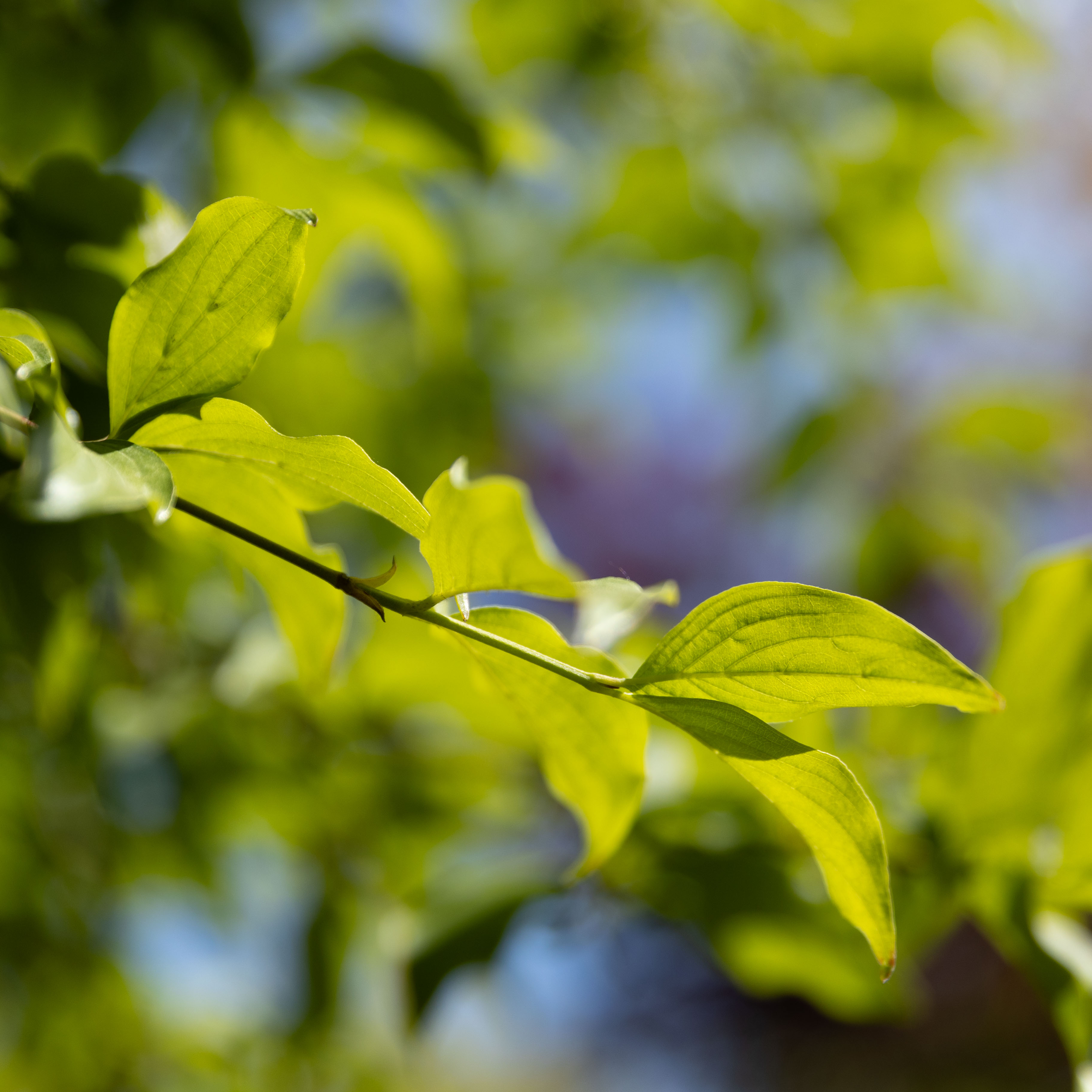 Cornus mas VJ